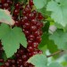 red-currant-001.jpg