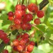 red-currant-rondom-002.jpg