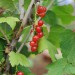 red-currant-rondom-005.jpg