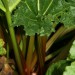 rhubarb-victoria-002.jpg