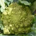 romanesco-cauliflower-navona-001.jpg