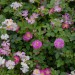 rosa-polyantha-001.jpg