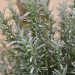 rosemary-frosted-001.jpg