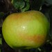 sq-apple-bramleys-seedling-002.jpg
