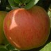 sq-apple-king-of-the-pippins-002.jpg