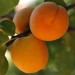 sq-apricot-hungarian-best-001.jpg