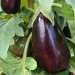 sq-aubergine-black-beauty-002.jpg