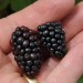 sq-blackberry-black-butte-001.jpg