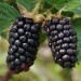 sq-blackberry-karaka-black-002.jpg