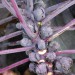 sq-brussels-sprouts-red-001.jpg