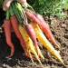 sq-carrot-cosmic-collection-003.jpg