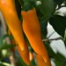 sq-chilli-pepper-bulgarian-carrot-005.jpg