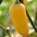 sq-chilli-pepper-jalapeno-numex-lemon-spice-002.jpg