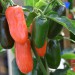 sq-chilli-pepper-jalapeno-numex-orange-spice-003.jpg