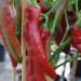 sq-chilli-pepper-numex-sweet-001.jpg