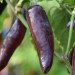 sq-chilli-pepper-serrano-purple-002.jpg