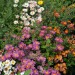 sq-chrysanthemum-indicum-001.jpg