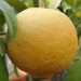 sq-citrus-grapefruit-golden-special-001.jpg