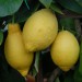 sq-citrus-lemon-005.jpg
