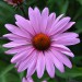 sq-echinacea-primadonna-deep-rose-pink-003.jpg