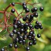 sq-elderberry-wild-002.jpg