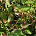 sq-elderberry-wild-and-bramble-001.jpg