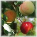 sq-exotic-fruits-collection.jpg