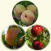 sq-exotic-fruits.jpg