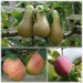sq-fruit-tree-favourites-collection.jpg