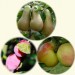 sq-fruit-tree-favourites.jpg