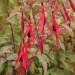sq-fuchsia-hardy-magellanica-gracilis-variegata-002.jpg