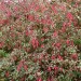 sq-fuchsia-hardy-magellanica-gracilis-variegata-003.jpg