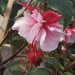 sq-fuchsia-pink-goon-001-LR.jpg