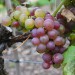 sq-grape-vine-chasselas-rose-royale-001.jpg