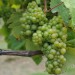 sq-grape-vine-huxelrebe-001.jpg