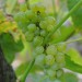sq-grape-vine-lakemont-001.jpg