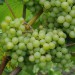 sq-grape-vine-phoenix-003.jpg