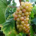 sq-grape-vine-picurka-002.jpg