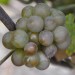 sq-grape-vine-pinot-gris-001.jpg