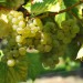 sq-grape-vine-seyval-blanc-004.jpg