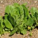sq-lettuce-lobjoits-green-cos-001.jpg