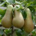 sq-pear-conference-003.jpg