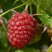 sq-raspberry-autumn-bliss-001.jpg
