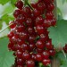 sq-red-currant-002.jpg