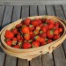 sq-strawberry-basket-001.jpg