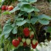sq-strawberry-hanging-basket-003.jpg