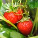 sq-strawberry-malwina-004.jpg
