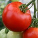 sq-tomato-abraham-lincoln-001.jpg