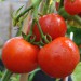 sq-tomato-ailsa-craig-003.jpg
