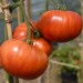 sq-tomato-akers-west-virginia-002.jpg
